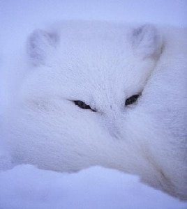 (HP同人)败狐