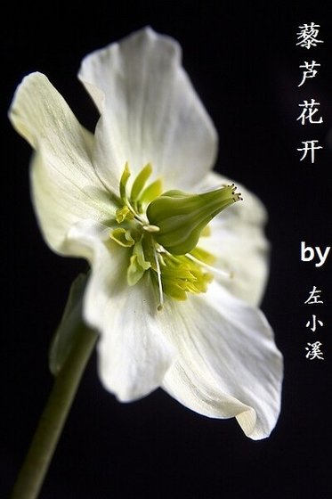 (展昭同人)藜芦花开